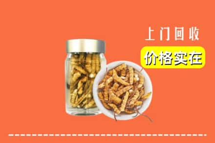 宜昌夷陵区回收散虫草