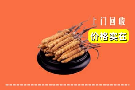 宜昌夷陵区回收冬虫夏草